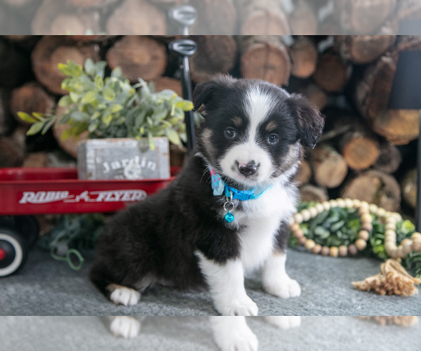 Medium Photo #29 Miniature Australian Shepherd Puppy For Sale in MILLERSBURG, OH, USA