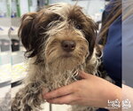 Small #3 Shih Tzu Mix