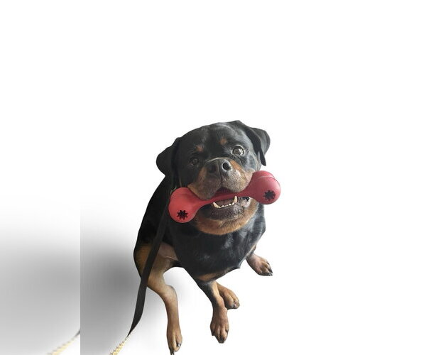 Medium Photo #7 Rottweiler Puppy For Sale in Gilbert, AZ, USA