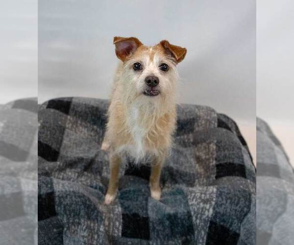 Medium Photo #7 Mutt Puppy For Sale in Kennesaw, GA, USA