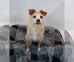 Small #6 Mutt