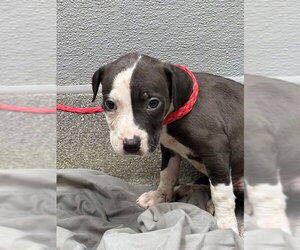 Mutt Dogs for adoption in Las Vegas, NV, USA