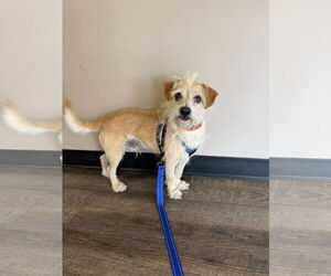 Mutt Dogs for adoption in Mission Viejo, CA, USA