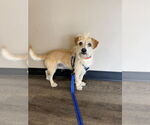 Small Mutt