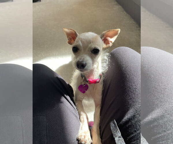 Medium Photo #3 Chihuahua-Unknown Mix Puppy For Sale in Aurora, CO, USA