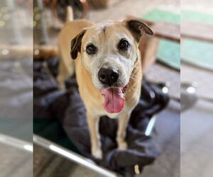 Boxer-Unknown Mix Dogs for adoption in Crandall, GA, USA