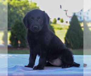 Labradoodle-Poodle (Miniature) Mix Puppy for sale in GAP, PA, USA
