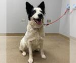 Small Border Collie