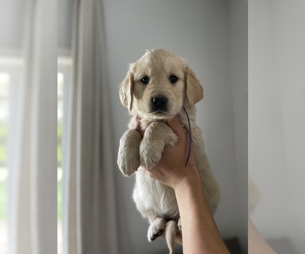 Medium Photo #8 Golden Retriever Puppy For Sale in BELLEVUE, WA, USA