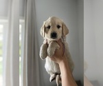 Small Photo #8 Golden Retriever Puppy For Sale in BELLEVUE, WA, USA