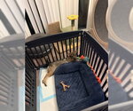 Small Photo #5 Border Terrier-Chihuahua Mix Puppy For Sale in San Diego, CA, USA