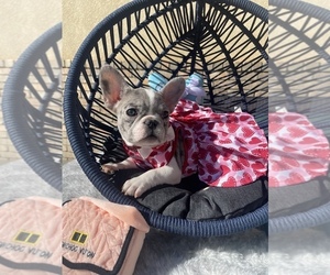 French Bulldog Puppy for sale in VICTORVILLE, CA, USA