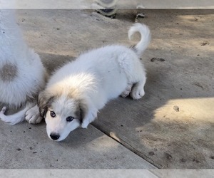 Great Pyrenees Puppy for sale in TROY, MO, USA