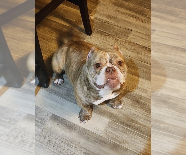 Medium Photo #1 American Bully Puppy For Sale in INDIANAPOLIS, IN, USA