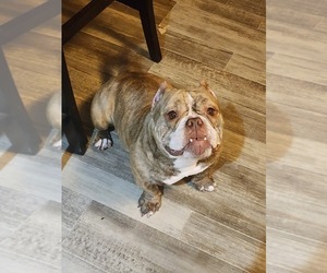 American Bully Puppy for sale in INDIANAPOLIS, IN, USA