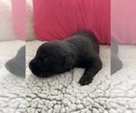 Small Photo #2 Cane Corso-Labrador Retriever Mix Puppy For Sale in SIMPSONVILLE, SC, USA