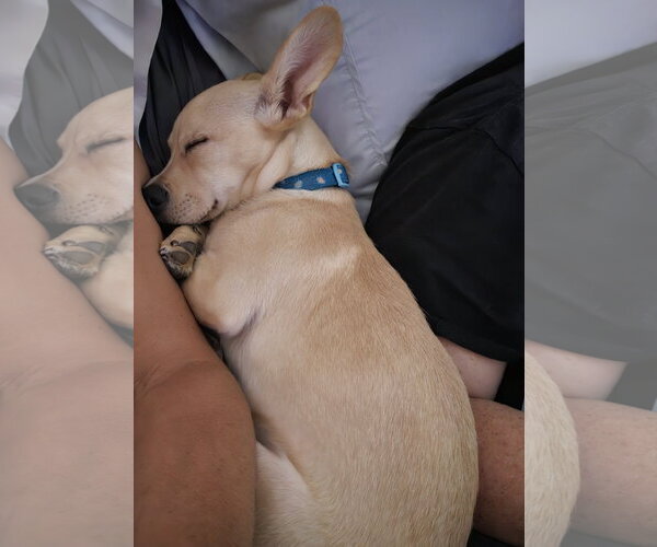 Medium Photo #3 Chiweenie Puppy For Sale in Sandy, UT, USA