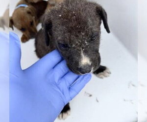 Labrador Retriever-Unknown Mix Dogs for adoption in Houston, TX, USA