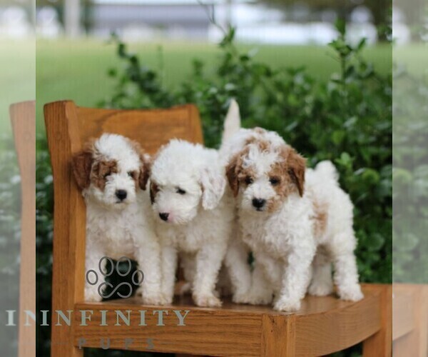 Medium Photo #2 Goldendoodle (Miniature) Puppy For Sale in EPHRATA, PA, USA