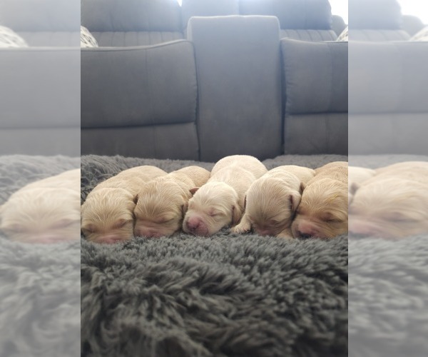 Medium Photo #2 Golden Retriever Puppy For Sale in ELVERTA, CA, USA