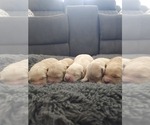 Small #1 Golden Retriever