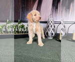 Small #5 Labradoodle