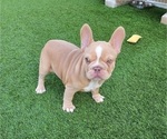 Small #7 French Bulldog