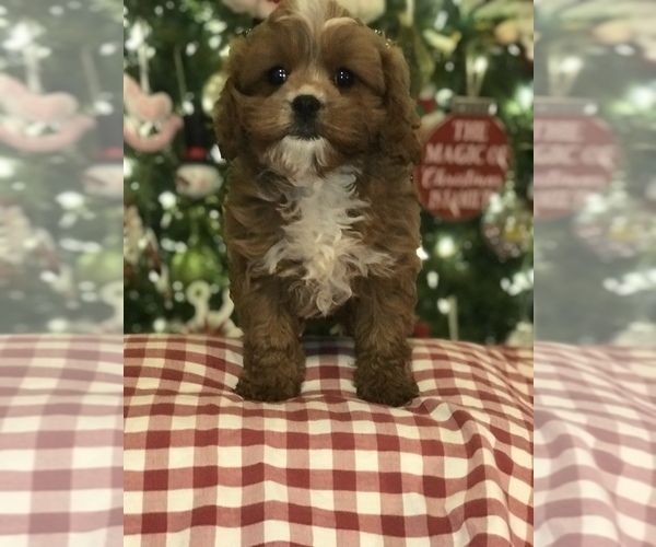 Full screen Photo #1 Cavapoo Puppy For Sale in BOWLING GREEN, KY, USA