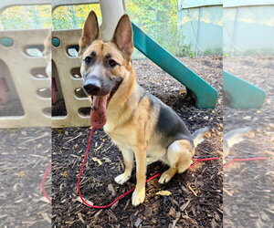 German Shepherd Dog Dogs for adoption in Lawrenceville, NJ, USA