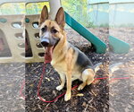 Delta - Female German Shepherd Dog Dog for Adoption - Small photo