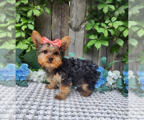 Medium Photo #1 Yorkshire Terrier Puppy For Sale in INDIANAPOLIS, IN, USA