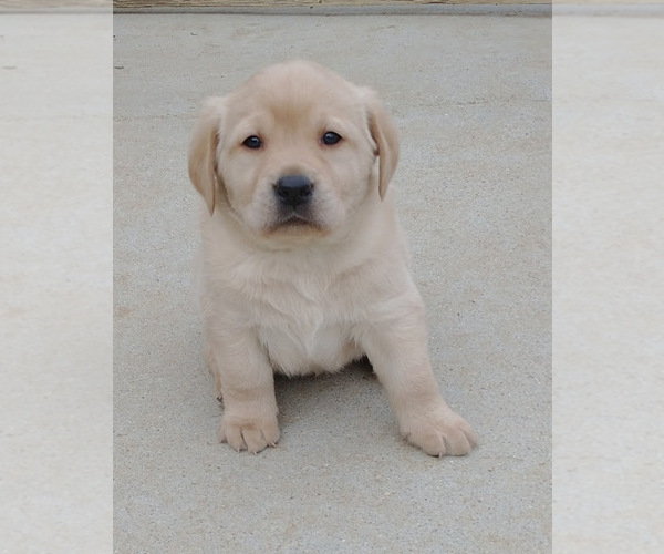 Medium Photo #1 Labrador Retriever Puppy For Sale in CALIENTE, CA, USA