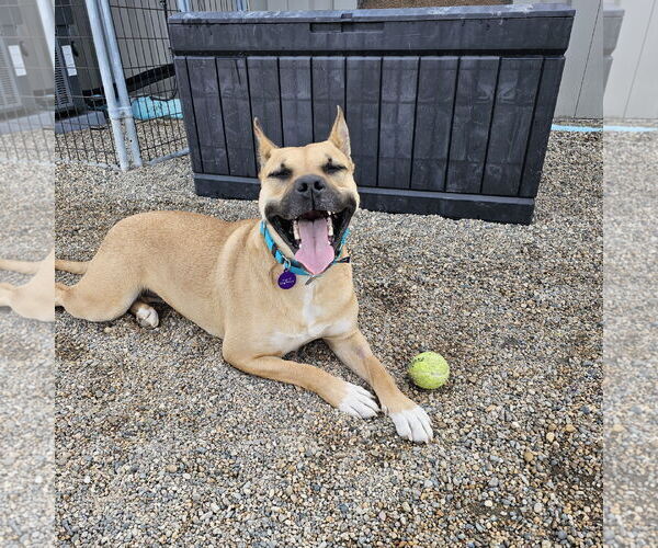 Medium Photo #7 American Pit Bull Terrier-Unknown Mix Puppy For Sale in Fargo, ND, USA