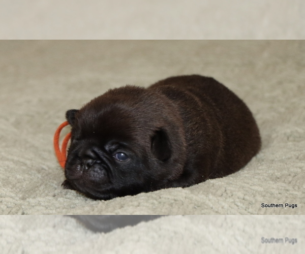 Medium Photo #19 Pug Puppy For Sale in WINNSBORO, TX, USA