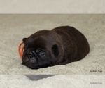 Small #3 Pug