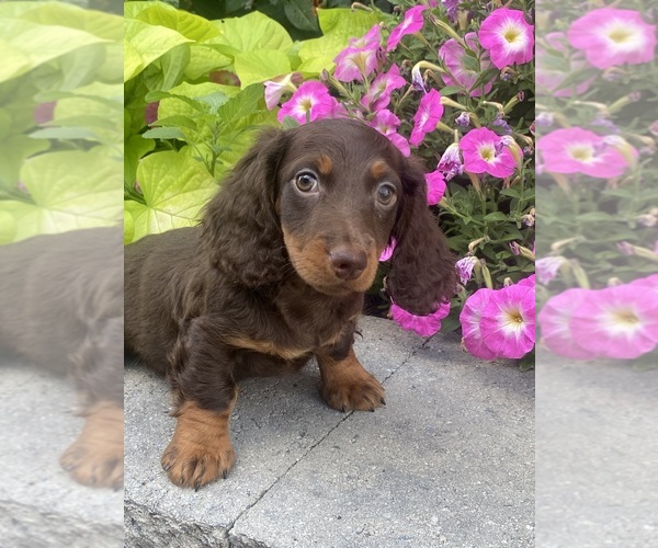 Medium Photo #4 Dachshund Puppy For Sale in CANOGA, NY, USA