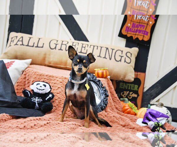 Medium Photo #3 Chipin Puppy For Sale in Sandy, UT, USA