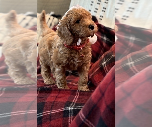 Medium Photo #6 Goldendoodle (Miniature) Puppy For Sale in SAINT MARYS, KS, USA