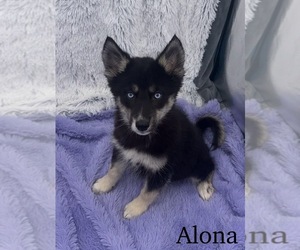Siberian Husky Puppy for sale in SANDY HOOK, KY, USA