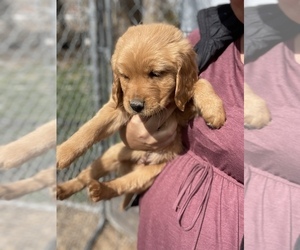 Golden Retriever Puppy for sale in ELLENSBURG, WA, USA