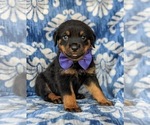 Small Photo #2 Rottweiler Puppy For Sale in GLEN ROCK, PA, USA
