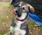 Litter of 10 - Male(s) and Female(s) Alaskan Malamute-German Shepherd Dog MixLitter of Puppies for Sale - Photo #9