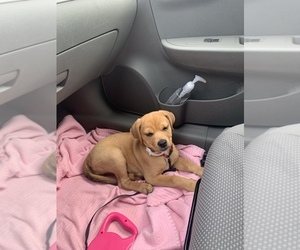 Mutt Puppy for sale in ASHLEY, PA, USA