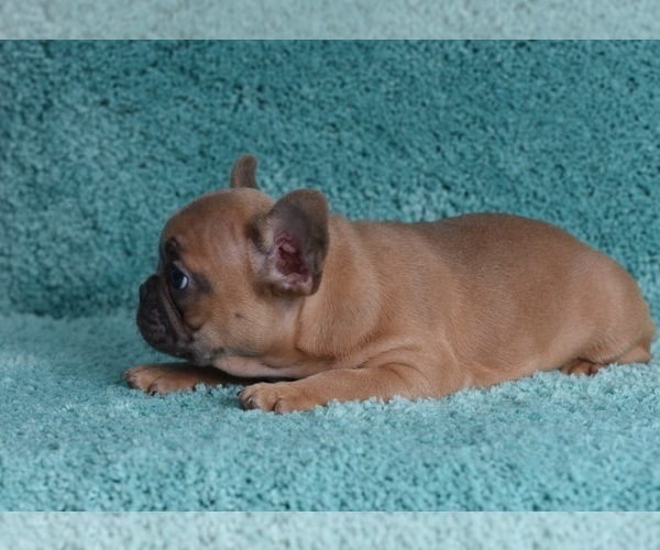 Medium Photo #8 French Bulldog Puppy For Sale in ERIAL, NJ, USA