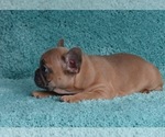 Small Photo #8 French Bulldog Puppy For Sale in ERIAL, NJ, USA
