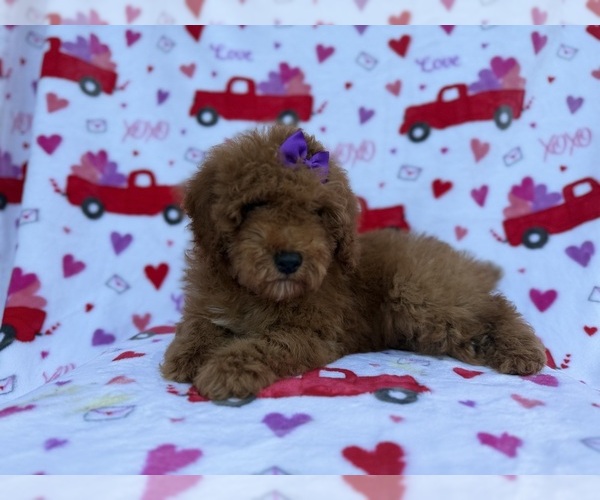 Medium Photo #5 Cock-A-Poo Puppy For Sale in LAKELAND, FL, USA