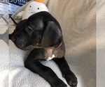Small Photo #2 Great Dane Puppy For Sale in RENO, NV, USA