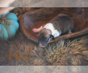 Pembroke Welsh Corgi Puppy for Sale in PONCA CITY, Oklahoma USA
