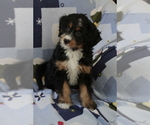Small Photo #9 Bernedoodle (Miniature) Puppy For Sale in MILWAUKEE, WI, USA