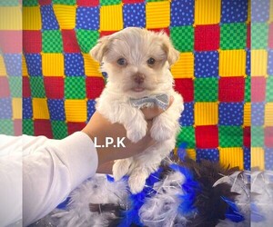 Morkie Puppy for sale in WINNSBORO, LA, USA